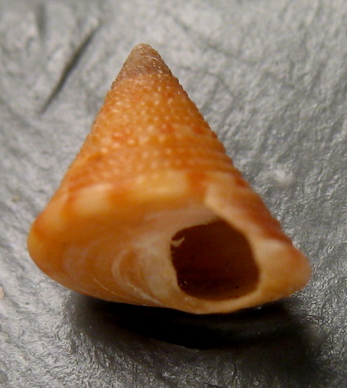 Calliostoma sp.